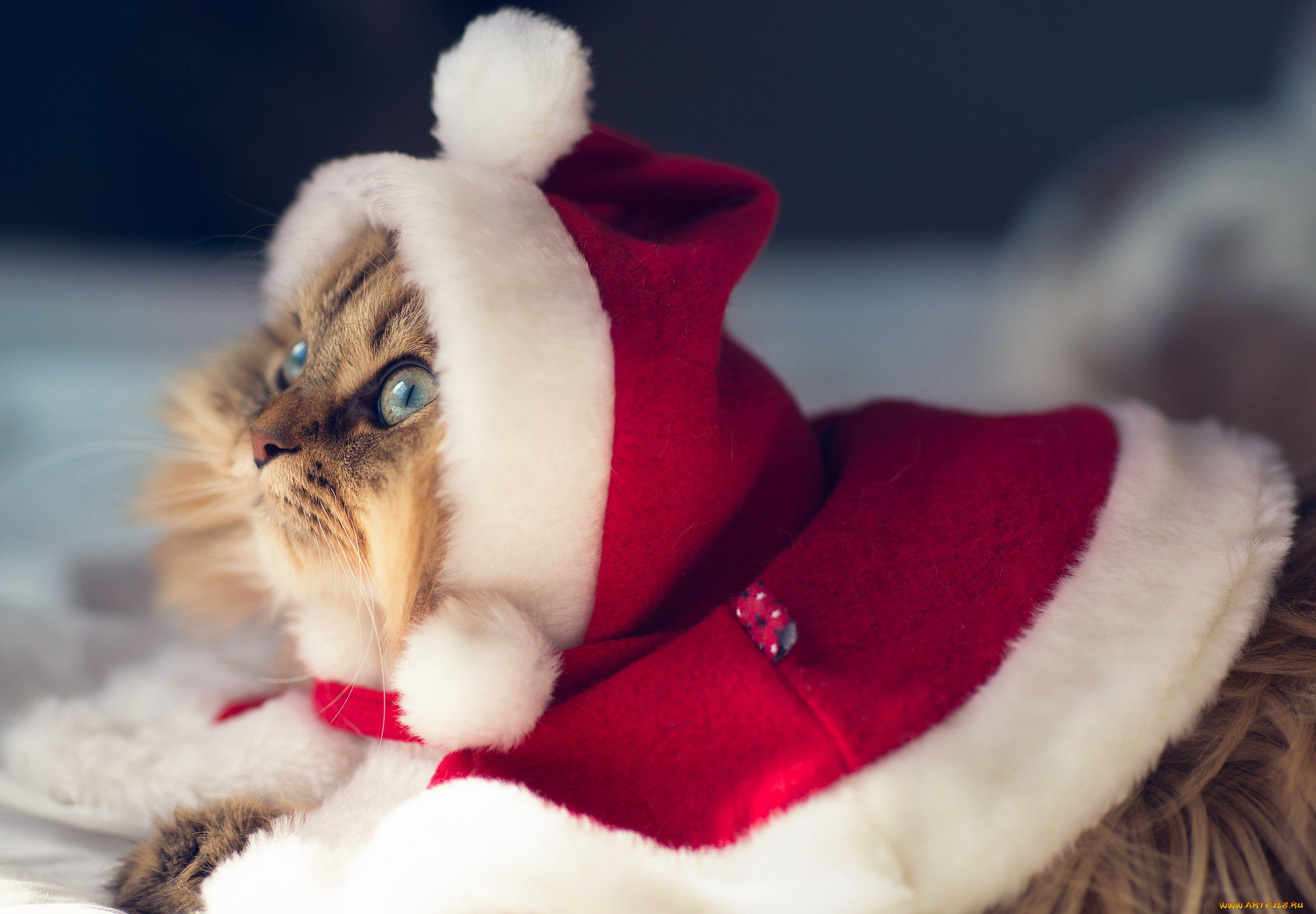 , , christmas, cat, benjamin, torode, daisy